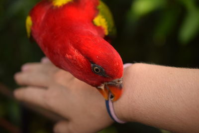 Close-up of a bird on hand