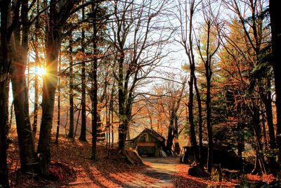 Trees in forest during sunset