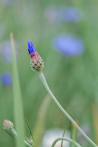 Close-up of butterfly pollinating on purple flower