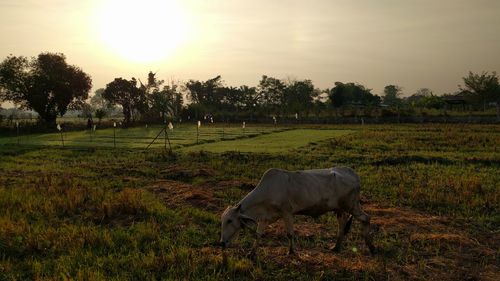 Horses grazing on grassy field during sunset