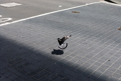 High angle view of man on footpath in city