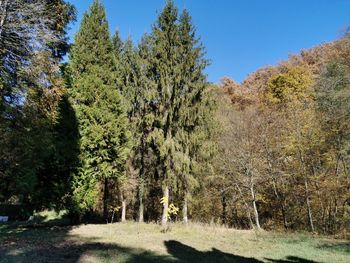 Trees growing in forest against sky