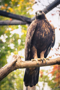 Low angle view of eagle perching on branch