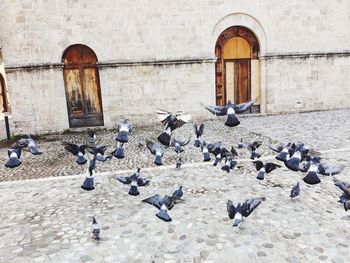 Pigeons on a wall