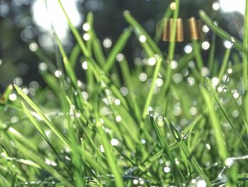 Close-up of dew drops on grass