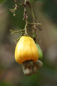 Close-up of oranges growing on plant