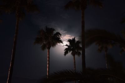 Low angle view of palm trees against sky at night