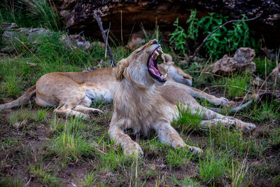 Lion on field