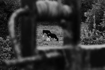 View of horse on tree