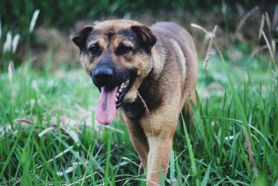 Portrait of dog on field