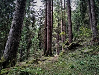 Trees growing in forest