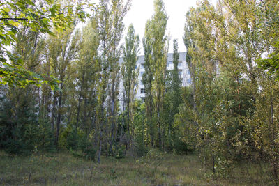 Trees growing in forest against sky