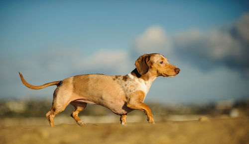 Dachshund walking on filed against sky