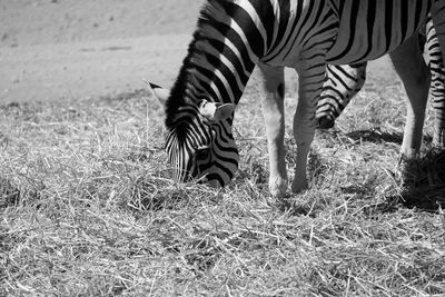 Zebra grazing at zoo