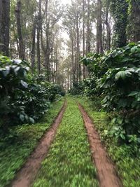 Footpath amidst trees in forest