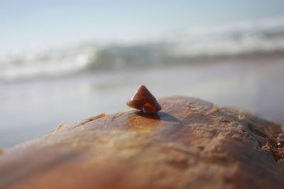 Close-up of leaf in sea against sky