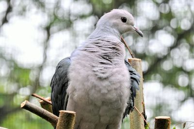 Close-up of bird perching on branch