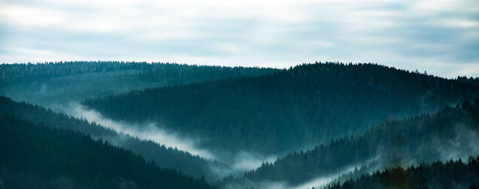Low angle view of trees in forest against sky