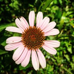 Close-up of pink flower