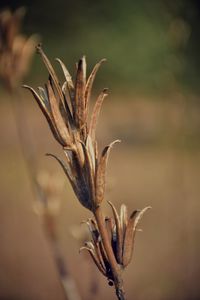 Close-up of plant