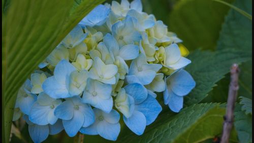 Close-up of purple flowers blooming outdoors