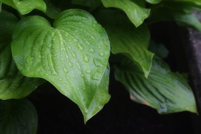 Close-up of wet leaves