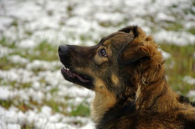 Snow dog ,happy dog