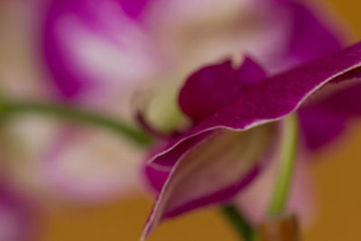 Close-up of pink flower blooming outdoors