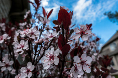 Low angle view of flowers on branch