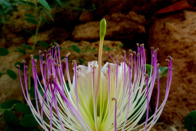 Close-up of purple flowers blooming outdoors