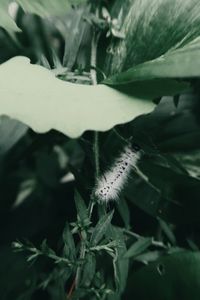 Close-up of succulent plant