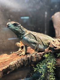 Close-up of lizard on rock