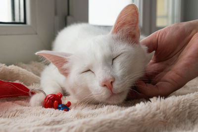 Hand of woman stroking young gentle white cat. white cat with its toy on a pink blanket. 