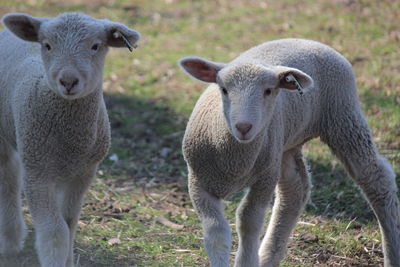 Portrait of sheep on field