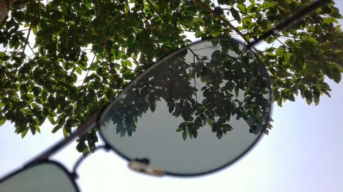 Close-up of tree against sky