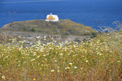 Flowers in sea