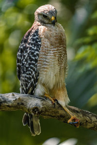 Red shouldered hawk