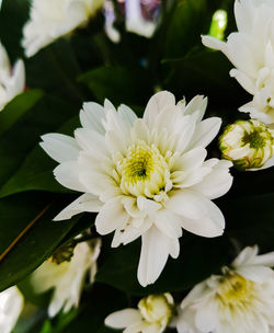 Close-up of white flowering plant