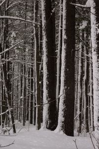 Trees in forest during winter