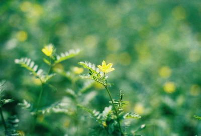 Close-up of yellow flowering plant on field