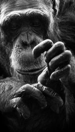 Close-up of hand holding monkey