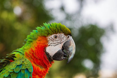 Close-up of parrot