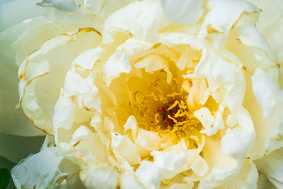 Dark pink peony flower head in garden with yellow accent. floral background