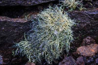 High angle view of moss on land