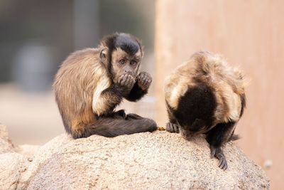 Captive raised brown tufted capuchin gets a close up on a sunny day