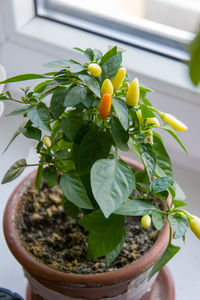 Close-up of potted plant on table