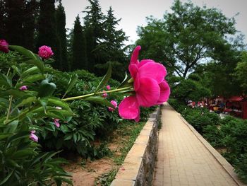 Pink flowers blooming in park