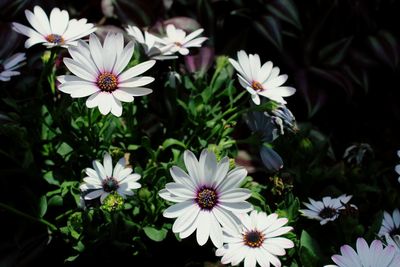 Close-up of white flowers blooming outdoors