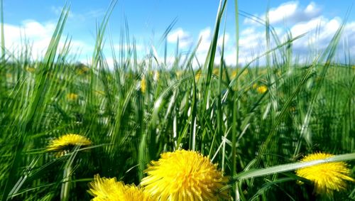 Close-up of wheat growing in field