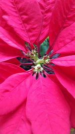 Close-up of pink flower